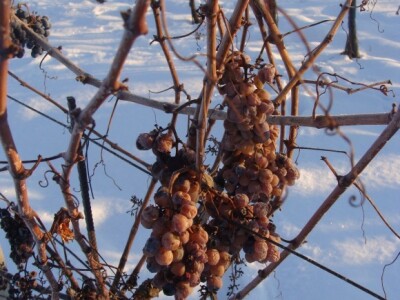 Ledena berba Beljskih vinograda