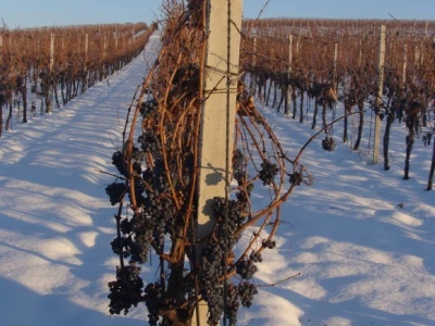 Ledena berba Beljskih vinograda