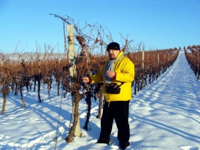 Ledena berba Beljskih vinograda