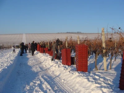 Ledena berba Beljskih vinograda