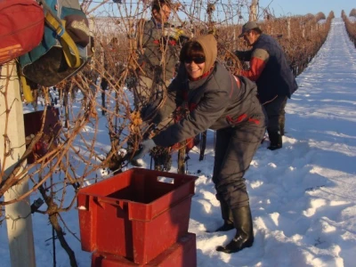 Ledena berba Beljskih vinograda