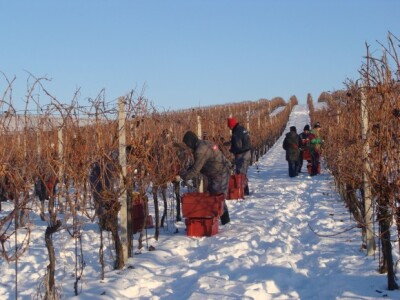 Ledena berba Beljskih vinograda