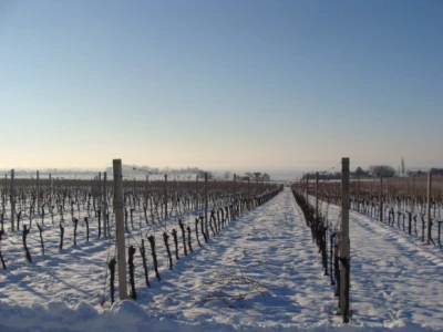 Ledena berba Beljskih vinograda