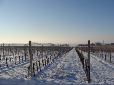 Ledena berba Beljskih vinograda