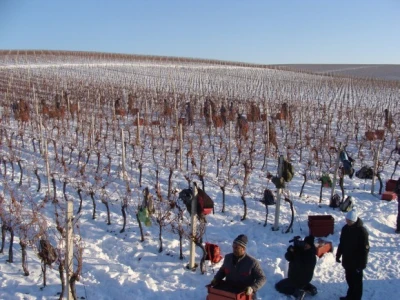 Ledena berba Beljskih vinograda