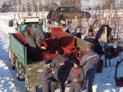 Ledena berba Beljskih vinograda