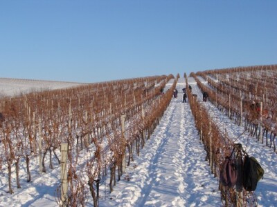 Ledena berba Beljskih vinograda