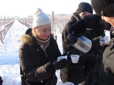 Ledena berba Beljskih vinograda