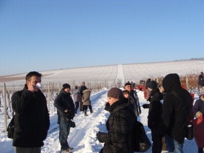 Ledena berba Beljskih vinograda