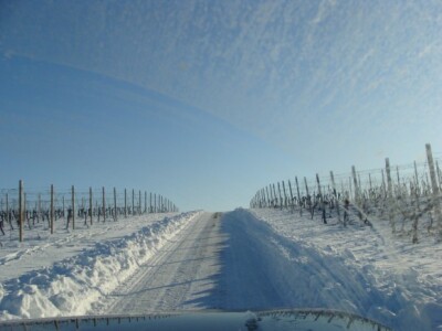 Ledena berba Beljskih vinograda