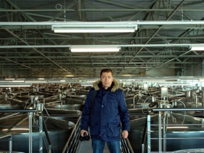 Ledena berba Beljskih vinograda