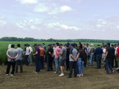 Dan polja uljane repice Pioneer Corteva