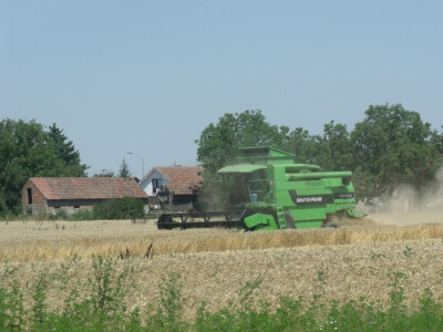 Čolaković u žetvi