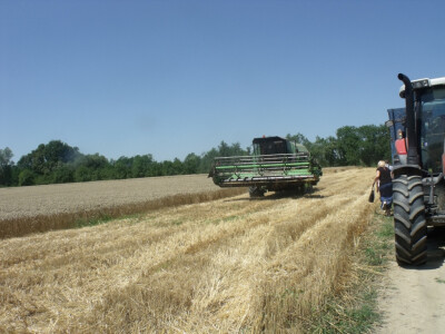 Čolaković u žetvi