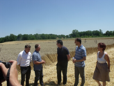 Čolaković u žetvi