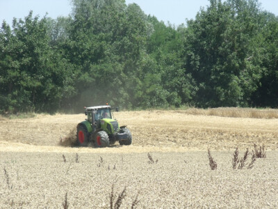Čolaković u žetvi