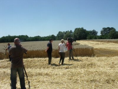 Čolaković u žetvi