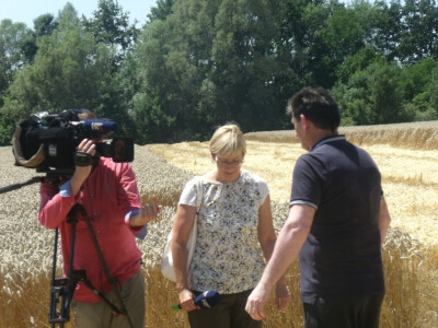 Čolaković u žetvi