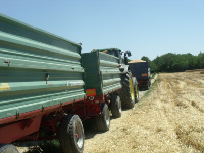 Čolaković u žetvi