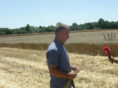 Čolaković u žetvi