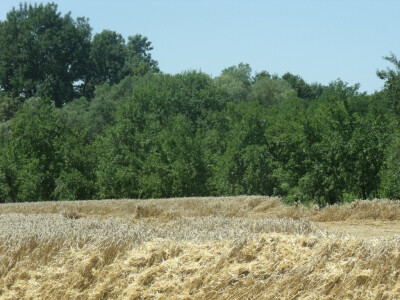 Čolaković u žetvi