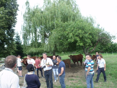 Savjetovanje krava-tele