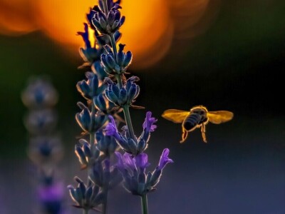 RuralFoto 2025 - TOP 10 fotografija u kategoriji #Proizvodnja