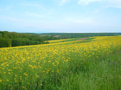 OPZ Bilogorka, Veliki Grđevac