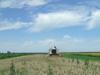 Žetva pšenice