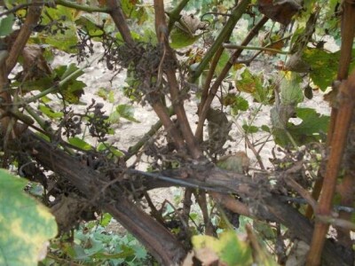 Lovas - vinogradi i kukuruzi