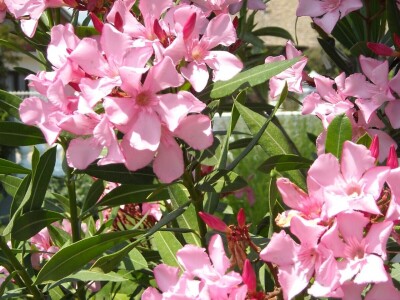 Mirišljavi, ali otrovni oleander - višebojni cvetni grm