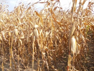 Lovas - vinogradi i kukuruzi