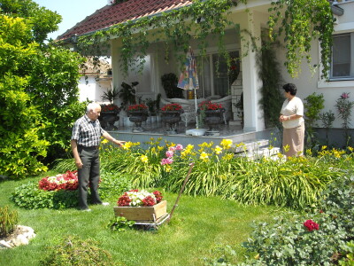 Mirišljavi, ali otrovni oleander - višebojni cvetni grm