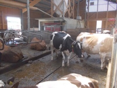 Krave na obiteljskoj farmi