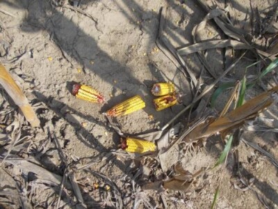 Lovas - vinogradi i kukuruzi