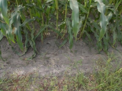 Pjeskovito tlo u Mađarskoj