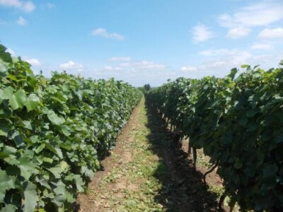 Vinograd Ivana Buhača