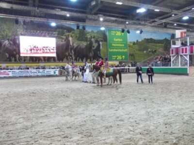 Predstavljeni arapski konji