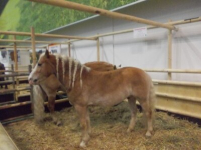 Ponosni su na svoje konje