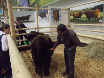 Pripreme za izlazak pred suce