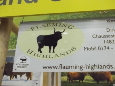 Flaeming govedo