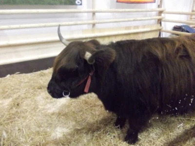 Angus