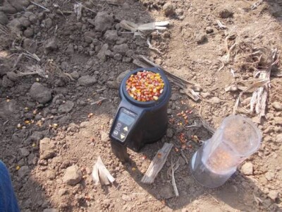 Lovas - vinogradi i kukuruzi