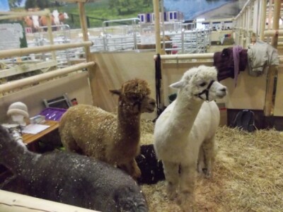 Njemci uzgajaju i lame