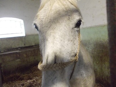 Lipicanci zimi na Ivandvoru