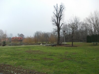 Bujnost trave u gaju