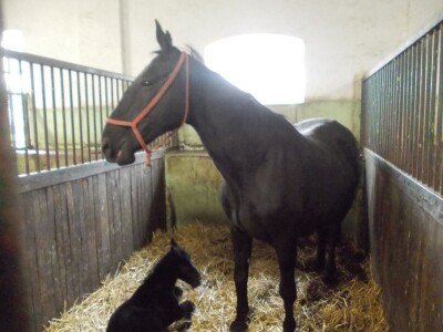 Lipicanci zimi na Ivandvoru