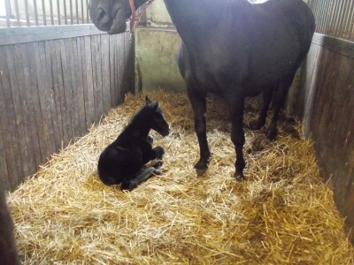 On je novi na ovoj ergeli