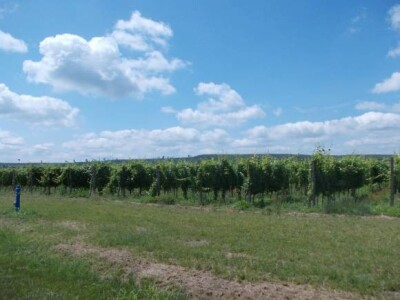 vinogradi PZ Trs Ilok