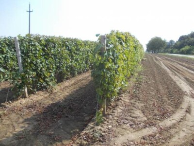 Lovas - vinogradi i kukuruzi